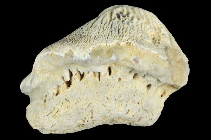 Fossil Crusher Shark (Ptychodus) Tooth - Kansas #187430